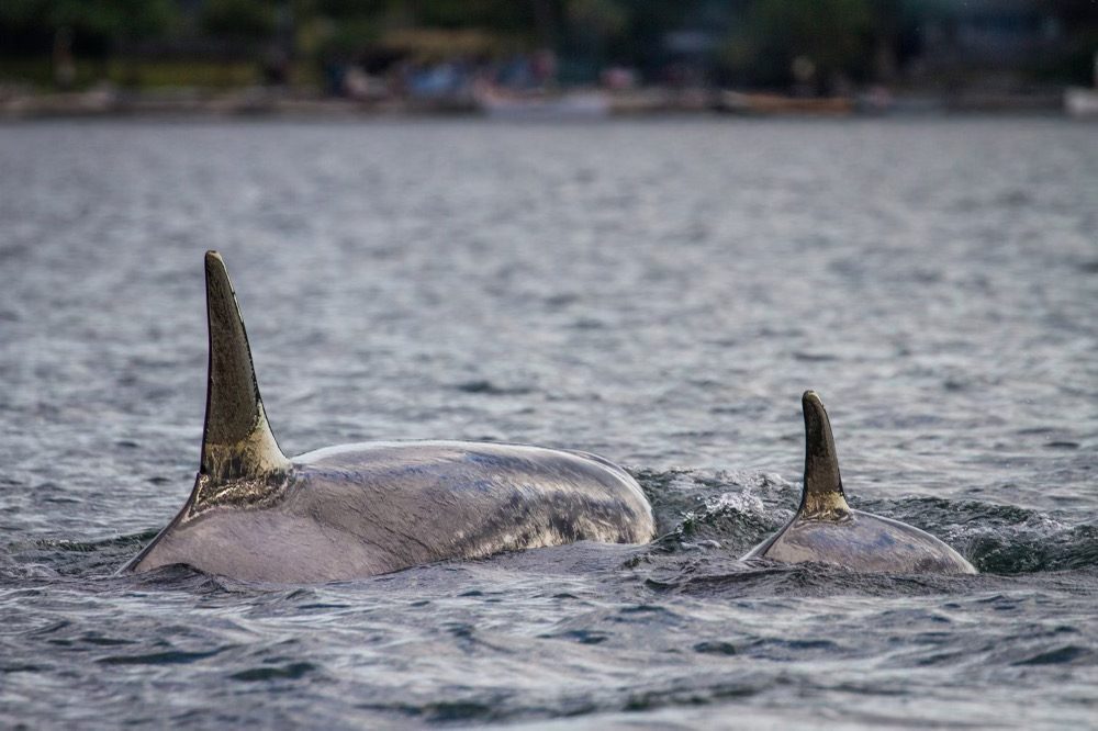 Two Southern Resident orcas surfacing in the Salish Sea.